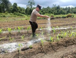 Polsek Nanga Pinoh Melakukan Perawatan Tanaman Jagung