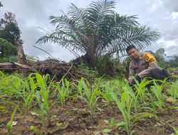 Dukung Ketahanan Pangan, Bhabinkamtibmas Polsek Ngabang Tinjau Perkembangan Tanaman Jagung Hibrida R1 Tahap I