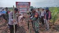 Sukseskan Ketahanan Pangan, Polsek Sandai Bersama Pihak Perusahaan Tanam Bibit Jagung Hibrida