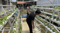 Program Pekarangan Bergizi Polsek Sekayam Dukung Ketahanan Pangan