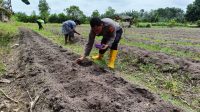 Polsek Kendawangan Bersama Kelompok Tani Tanam Bibit Jagung Hibrida Untuk Tingkatkan Hasil Pertanian