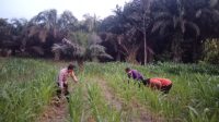 Dukung Ketahanan Pangan, Bhabinkamtibmas Polsek Sebangki Cek Progres Tanaman Jagung