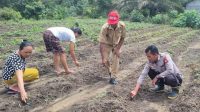 Bhabinkamtibmas Polsek Menjalin gerakkan warga penanaman Pekarangan Pangan Bergizi