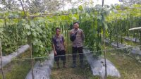 Kunjungi Petani, Bhabinkamtibmas Polsek Menjalin dukung Ketahanan Pangan