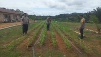 Pantau Tumbuh Kembang Tanaman Jagung Hibrida, Kapolsek Tumbang Titi Bersama Anggotanya Rutin Lakukan Pengecekan