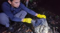 Polisi Ungkap Identitas Kerangka Manusia di Sambas, Korban Diduga ODGJ