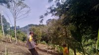 Cek Lokasi Siap Tanam Bhabinkamtibmas Terjun Langsung Kelapangan 