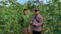 Perkarangan Pangan Bergizi, Bhabinkamtibmas Polsek Simpang Hulu Dampingi Warga Panen Sayuran
