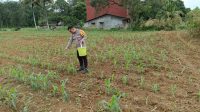 Bersama Kelompok Tani, Bhabinkamtibmas Sungai Melayu Rayak Pantau Tumbuh Kembang Tanaman Jagung