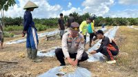 Dukung Ketahanan Pangan, Kapolsek Jagoi Babang dampingi Petani Tanam Semangka di Desa Gersik