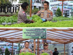 Kapolres Kapuas Hulu Panen Sayuran Hortikultura di Perkarangan Bergizi.