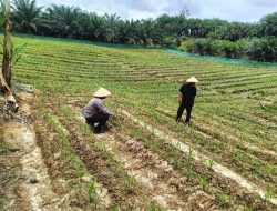 Polisi Penggerak Polsek Belimbing Bersama PPL Pantau Lokasi Penanaman Jagung