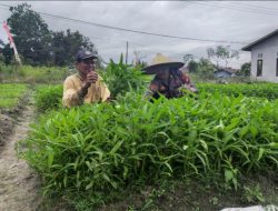 AKP Oding Ardi, S.Sos Kunjungi Petani Kangkung