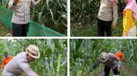 Kapolres Melawi Pimpin Pemupukan Tanaman Jagung