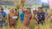 Upaya Meningkatkan Ketahanan Pangan : Dandim 1202/Skw Hadiri Panen Perdana Padi Hibrida di Poktan Nek Balo.