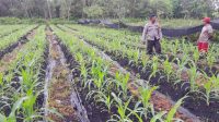 Sinergi Polisi dan Petani, Bhabinkamtibmas Polsek Sebangki Cek Tanaman Jagung Poktan Mekar Baru