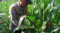 Bhabinkamtibmas Polsek Air Besar Dukung Ketahanan Pangan Lewat Peninjauan Tanaman Jagung