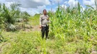 Bhabinkamtibmas Cek Progres Tanam Jagung KWT Raya Abadi Desa Mandor