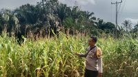 Dukung Ketahanan Pangan, Polsek Sebangki Cek Progres Tanaman Jagung
