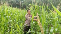 Polsubsektor Jelimpo Lakukan Perawatan Tumbuh Kembang Tanaman Jagung