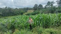 BHABINKAMTIBMAS CEK PROGRES PERKEMBANGAN TANAMAN JAGUNG HIBRIDA