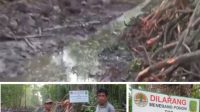 Warga Paloh Geram: Hutan Mangrove Dirusak untuk Tambak, Pemerintah Diminta Bertindak