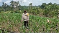 BHABINKAMTIBMAS DESA MERANTI CEK PROGRES PERKEMBANGAN TANAMAN JAGUNG HIBRIDA