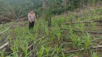 Sinergi Polisi dan Petani: Bhabinkamtibmas Polsek Sebangki Pantau Perkembangan Jagung