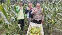 Bhabinkamtibmas Polsek Ngabang Menghadiri Kegiatan Panen Perdana Jagung Manis Jenis Paragon Di Pekarangan Mandiri