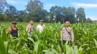 Pamatwil Laksanakan Pengecekan Progres Penanaman Jagung Milik Kelompok Tani Nyimpuk Tunang