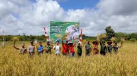 Dukung Swasembada Pangan,Kasdim 1204/Sanggau Bersama Forkopimda Hadiri Panen Raya Padi Serentak Di Sanggau.