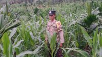 Polsek Mandor Cek Progres Tanaman Jagung di Lahan Pribadi Milik Seprianus Bonny