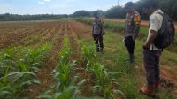 Kapolsek Matan Hilir Utara Cek Tumbuh Kembang Tanaman Jagung Hibrida