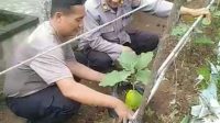 Personil Polsek Pontianak Kota Kembali Tanam Terong di Pekarangan Pangan Bergizi di Markasnya
