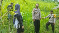 Pamatwil Kecamatan Air Besar Monitoring Tanaman Jagung Kelompok Tani Mandiri Serimbu