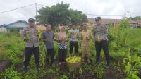 Panen Jagung Manis di Desa Temenang, Kecamatan Jongkong Berjalan Sukses 