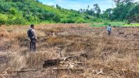 Sukseskan Ketahanan Pangan Polsek Air Besar Lakukan Perluasan Lahan Tanaman Jagung Hibrida