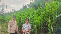 Bintara pengerak Cek Progres Tanamanan Jagung Kelompok Tani Desa Mamek