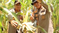 Polda Kalbar Laksanakan Asistensi Program Ketahanan Pangan di Wilayah Polsek Kapuas