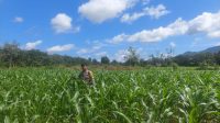 Bintara penggerak Desa Pauh cek progres penanaman jagung.