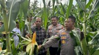 Kabid Dokes selaku Pamatwil Polda Kalbar Tinjau Lahan Jagung di Semparuk dalam Rangka Asistensi Ketahanan Pangan Nasional