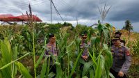 Pastikan Progres Penanaman Jagung Berjalan Optimal, Karorena Dan Dirpolairud Polda Kalbar Lakukan Asistensi Ke Wilayah Polres Ketapang