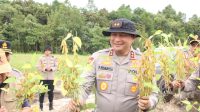 Kapolda Kalbar Tinjau Panen Perdana Kacang Kedelai di Sanggau: Wujud Nyata Dukungan Polri Terhadap Ketahanan Pangan
