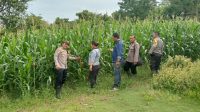 Kapolsek Sebangki dan BPP Tinjau Progres Tanaman Jagung di Desa Agak