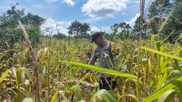 Polsek Mandor Melaksanakan Pengecekan Penanaman Tanaman Jagung di Desa Pongok.
