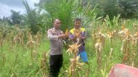 Bhabinkamtibmas Hadiri Kegiatan panen perdana jagung kelompok tani Nanga Jangan
