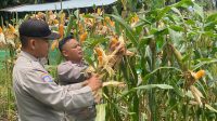 Polsek Belimbing Bersama Poktan Mawang Raya Kupas Bonggol Jagung