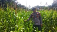 Aipda Suriansyah Tinjau Lahan Jagung Poktan Sumber Rezeki di Sebangki