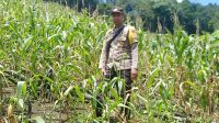 Sinergi Polisi dan Petani Wujudkan Ketahanan Pangan di Kecamatan Sengah Temila