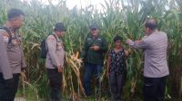 4,3 Ha lahan jagung Di Kecamatan Sompak siap panen dibulan Mei 2025.